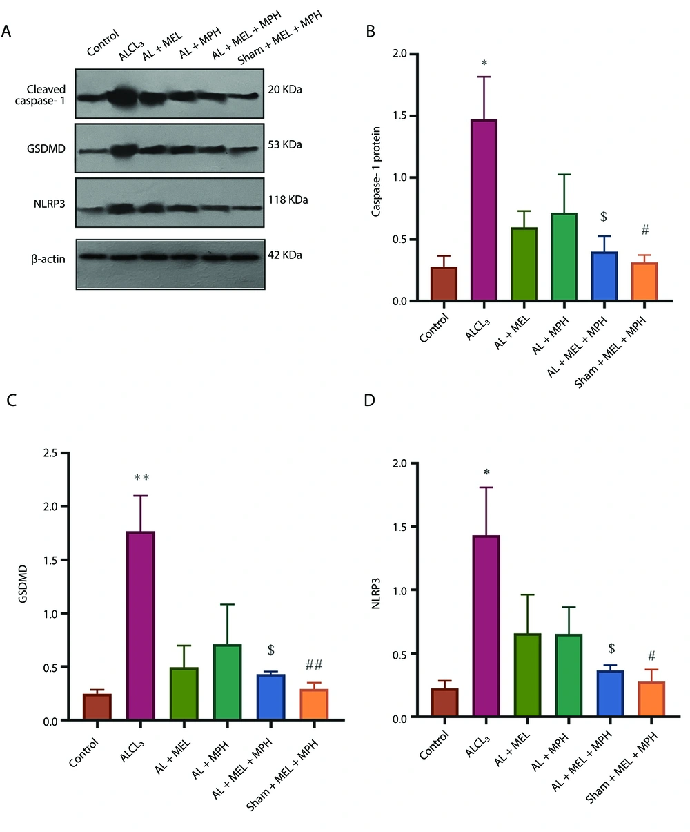 Effects of methylphenidate (MPH) and melatonin (MEL) on markers of aluminum chloride (AlCl<sub>3</sub>)-induced pyroptosis in mouse models; A, the expression of pyroptosis proteins; B, cleaved caspase-1; C, GASDMD protein; and D, NLRP3 in the hippocampus in the experimental group. One-way ANOVA followed by Tukey's post-hoc test (mean ± SEM) was used for analysis. Data were analyzed using GraphPad Prism (n = 3; * P < 0.05, ** P < 0.01, # P < 0.05, ## P < 0.01, and $ P < 0.05; abbreviation: GSDMD, gasdermin D). Effects of methylphenidate (MPH) and melatonin (MEL) on markers of aluminum chloride (AlCl<sub>3</sub>)-induced pyroptosis in mouse models; A, the expression of pyroptosis proteins; B, cleaved caspase-1; C, GASDMD protein; and D, NLRP3 in the hippocampus in the experimental group. One-way ANOVA followed by Tukey's post-hoc test (mean ± SEM) was used for analysis. Data were analyzed using GraphPad Prism (n = 3; * P < 0.05, ** P < 0.01, # P < 0.05, ## P < 0.01, and $ P < 0.05; abbreviation: GSDMD, gasdermin D).