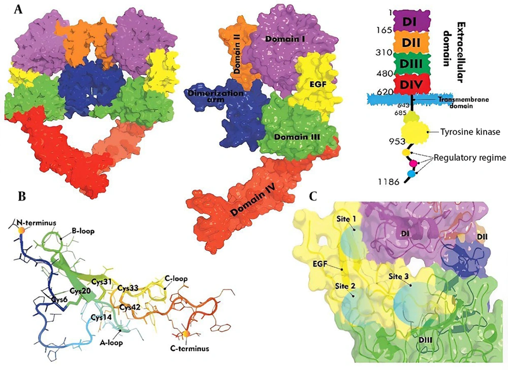 A, The EGFR structure; B, epidermal growth factor (EGF) structure; C, interaction mapping of the EGFR/ EGF complex revealed three key binding sites. A, The EGFR structure; B, epidermal growth factor (EGF) structure; C, interaction mapping of the EGFR/ EGF complex revealed three key binding sites.