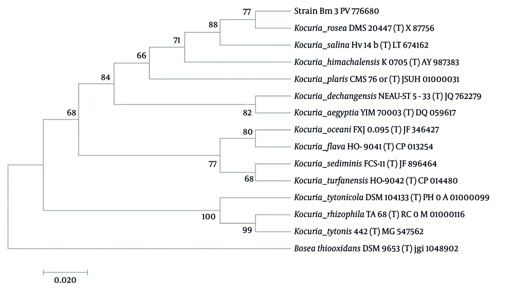 Phylogenetic tree based on 16S rRNA gene sequences: The phylogenetic tree shows the position of strain Bm3 among other strains of the genus <i>Kocuria</i> (bootstrap values are based on 1000 replicates). Phylogenetic tree based on 16S rRNA gene sequences: The phylogenetic tree shows the position of strain Bm3 among other strains of the genus <i>Kocuria</i> (bootstrap values are based on 1000 replicates).