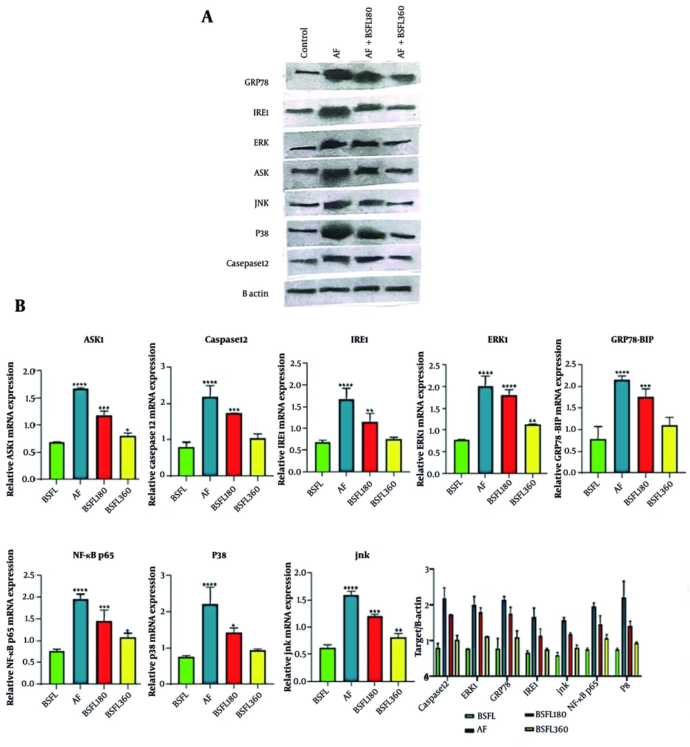 Tratmen with Black Soldier Fly Larvae at two different concentration (180 and 360 mg/Kg) on endoplasmic reticulum stress and apoptosis-related signaling pathway in the aflatoxin- induced model. A, reperesentative Western blot images shoewing protein expression levels of ASK1, caspase-12, IRE1, ERK1, GRP78, NF-κB, P38, and JNK in liver tissue. B actin was used as a loading control. B, densitometry quantification of protein expression normalized to B actin : ASK1, Caspase 12, IRE1, ERK1, GRP78, NF-KB, p38, JNK. Data expressed as means ± SD (n = 7).* Significant difference compared with the cntrol(BSFL) group (* P < 0.05, ** P < 0.01, *** P < 0.001 and **** P < 0.0001). Tratmen with Black Soldier Fly Larvae at two different concentration (180 and 360 mg/Kg) on endoplasmic reticulum stress and apoptosis-related signaling pathway in the aflatoxin- induced model. A, reperesentative Western blot images shoewing protein expression levels of ASK1, caspase-12, IRE1, ERK1, GRP78, NF-κB, P38, and JNK in liver tissue. B actin was used as a loading control. B, densitometry quantification of protein expression normalized to B actin : ASK1, Caspase 12, IRE1, ERK1, GRP78, NF-KB, p38, JNK. Data expressed as means ± SD (n = 7).* Significant difference compared with the cntrol(BSFL) group (* P < 0.05, ** P < 0.01, *** P < 0.001 and **** P < 0.0001).