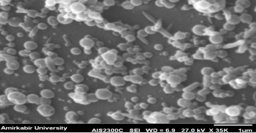 The scanning electron microscopy (SEM) of the optimized formulation of the nanoparticle The scanning electron microscopy (SEM) of the optimized formulation of the nanoparticle