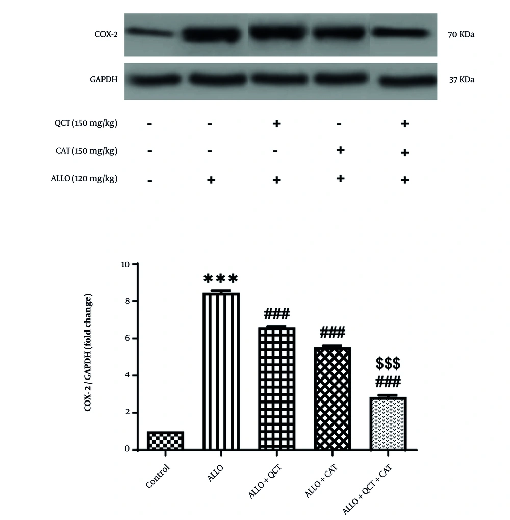 Impact of quercetin (QCT) and catechin (CAT) on the cyclooxygenase-2 (COX-2) protein expression on alloxan (ALLO)-induced nephrotoxicity in mice. Data are presented as mean ± standard deviation (n = 6) and confidence intervals 95%. Standard error was: 0.102. (*** P < 0.001) compared with control group. (### P < 0.001) compared with ALLO groups that received treatment with QCT or CAT versus ALLO group. ($$$ P < 0.001) compared with ALLO group treated with a combination of QCT and CAT against ALLO groups treated with QCT or CAT individually. Impact of quercetin (QCT) and catechin (CAT) on the cyclooxygenase-2 (COX-2) protein expression on alloxan (ALLO)-induced nephrotoxicity in mice. Data are presented as mean ± standard deviation (n = 6) and confidence intervals 95%. Standard error was: 0.102. (*** P < 0.001) compared with control group. (### P < 0.001) compared with ALLO groups that received treatment with QCT or CAT versus ALLO group. ($$$ P < 0.001) compared with ALLO group treated with a combination of QCT and CAT against ALLO groups treated with QCT or CAT individually.