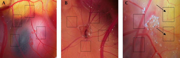 Images of research photo stereomicroscope from different test groups, A- Control sample, B- Sham-exposed sample, C- Experimental sample Squares show counted places by image J software. The arrows show a considerable decrease the number of vessels in the experimental group.
